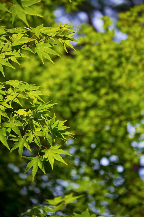 見上げた角度の紅葉前の明るい緑のもみじの葉