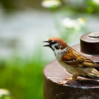 錆びた金属の上で口を開けていきり立つすずめの写真