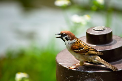 錆びた金属の上で口を開けていきり立つすずめ