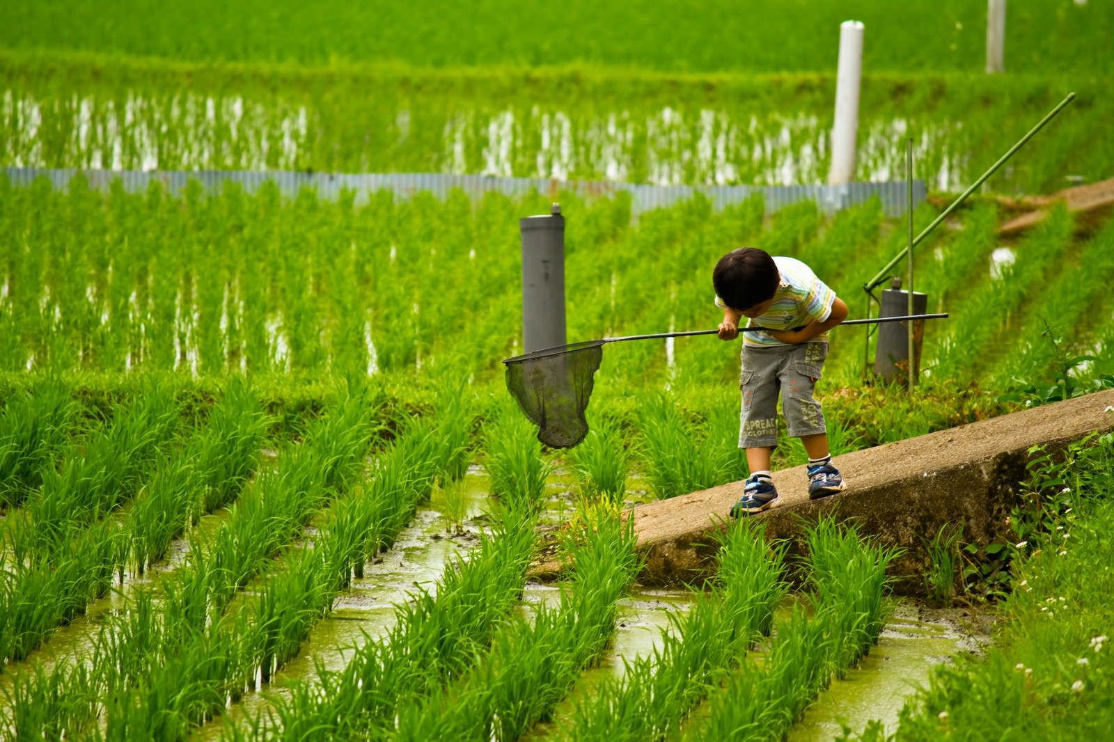 水田の畦道で虫取り網を水面に向ける少年