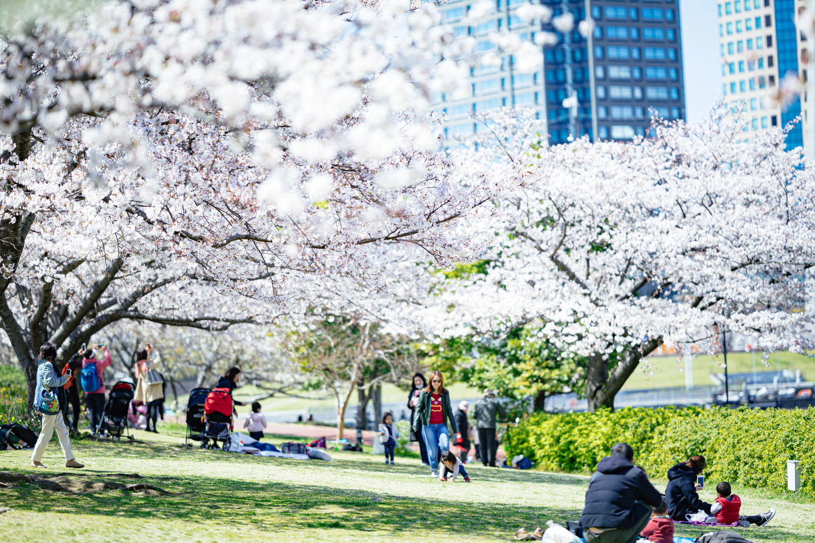満開の桜並木の下でレジャーシートを敷いて花見を楽しむ人々