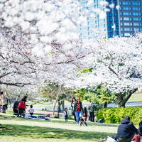 満開の桜並木の下でレジャーシートを敷いて花見を楽しむ人たちの写真