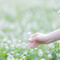 春爛漫の野花を摘むお花摘み・白い花を手で摘む春の自然の写真