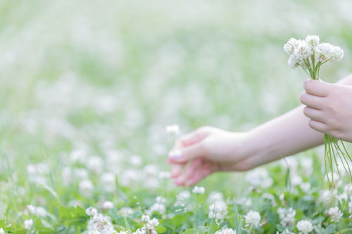 春爛漫の野花を摘むお花摘み・白い花を手で摘む春の自然