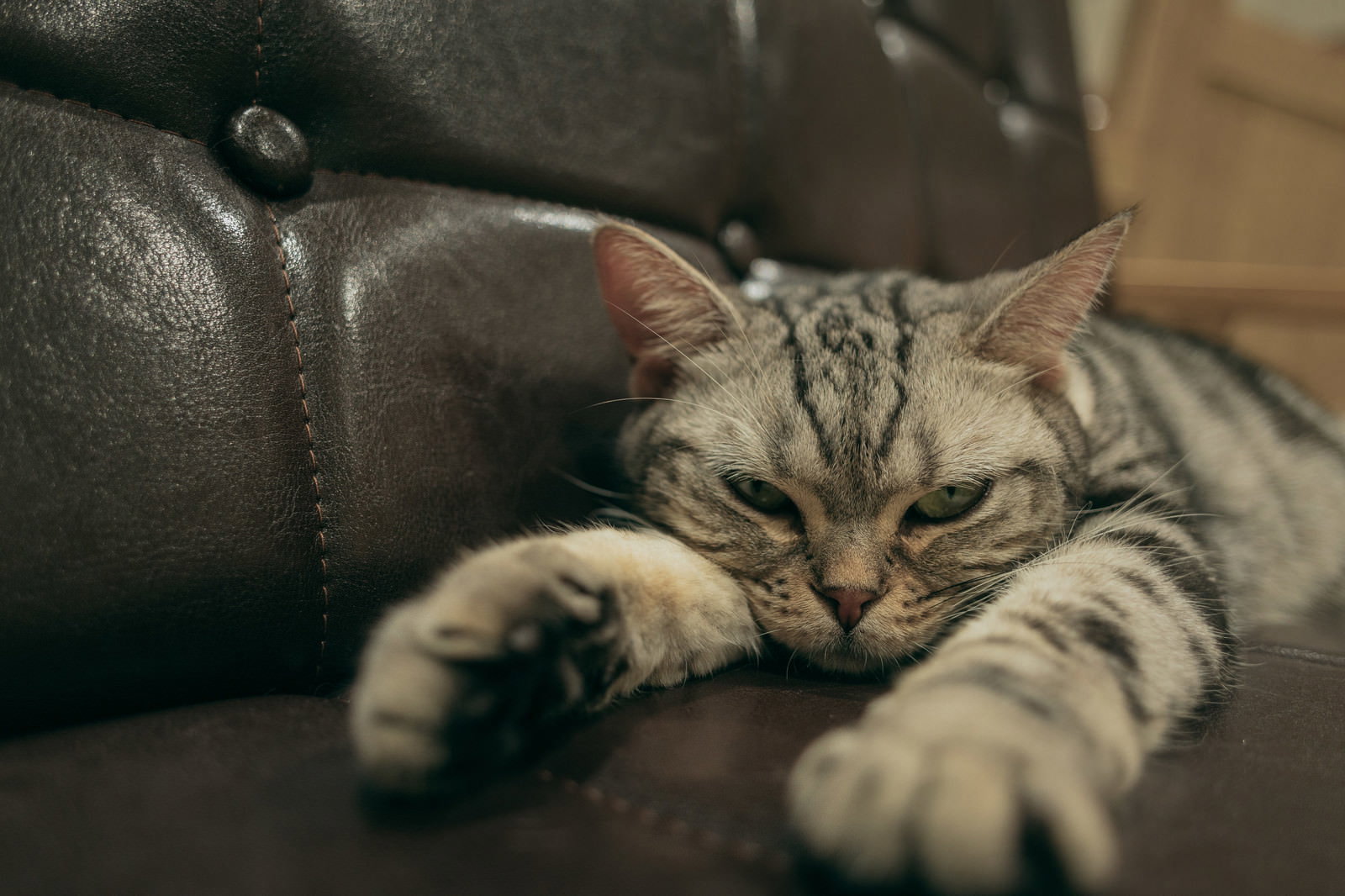 黒いレザーソファーの上で前足を伸ばして眠そうにしている白とグレーの子猫