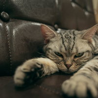 黒いソファーで背伸びするグレー縞模様のニャンコの写真