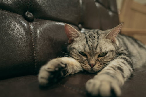 黒いレザーソファで眠そうにくつろぐ可愛い子猫