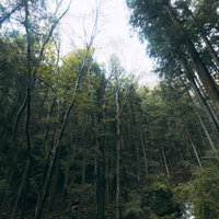 渓谷の斜面に立ち並ぶ深い森林と樹海の自然風景の写真