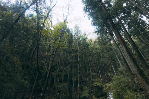 渓谷の斜面に立ち並ぶ深い森林と樹海の自然風景