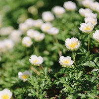 羅臼岳の高山帯に咲くチングルマの白い花の写真