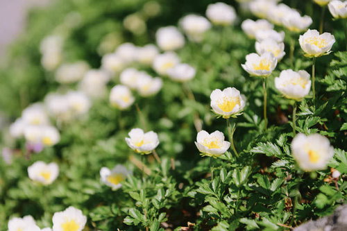 羅臼岳の高山帯に咲くチングルマの白い花