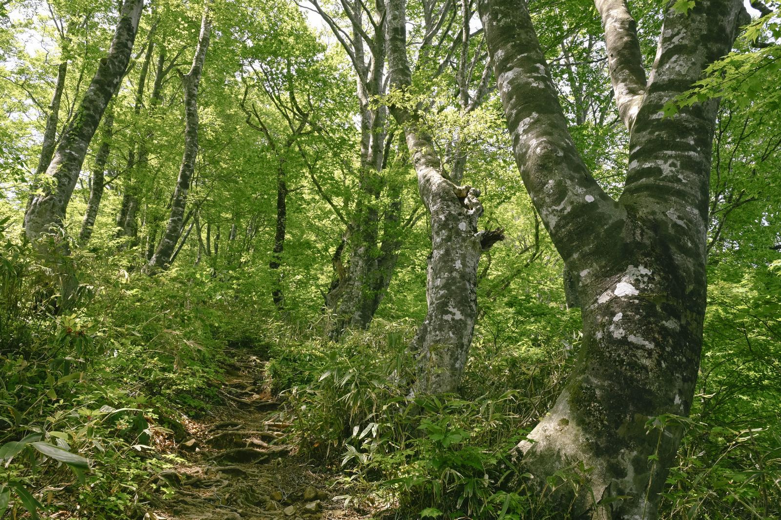 ブナ林が生い茂る登山道を進む景色。白い幹のブナの木が立ち並ぶ