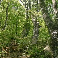 ブナ林の中を進む荒島岳勝原コースの登山道の写真