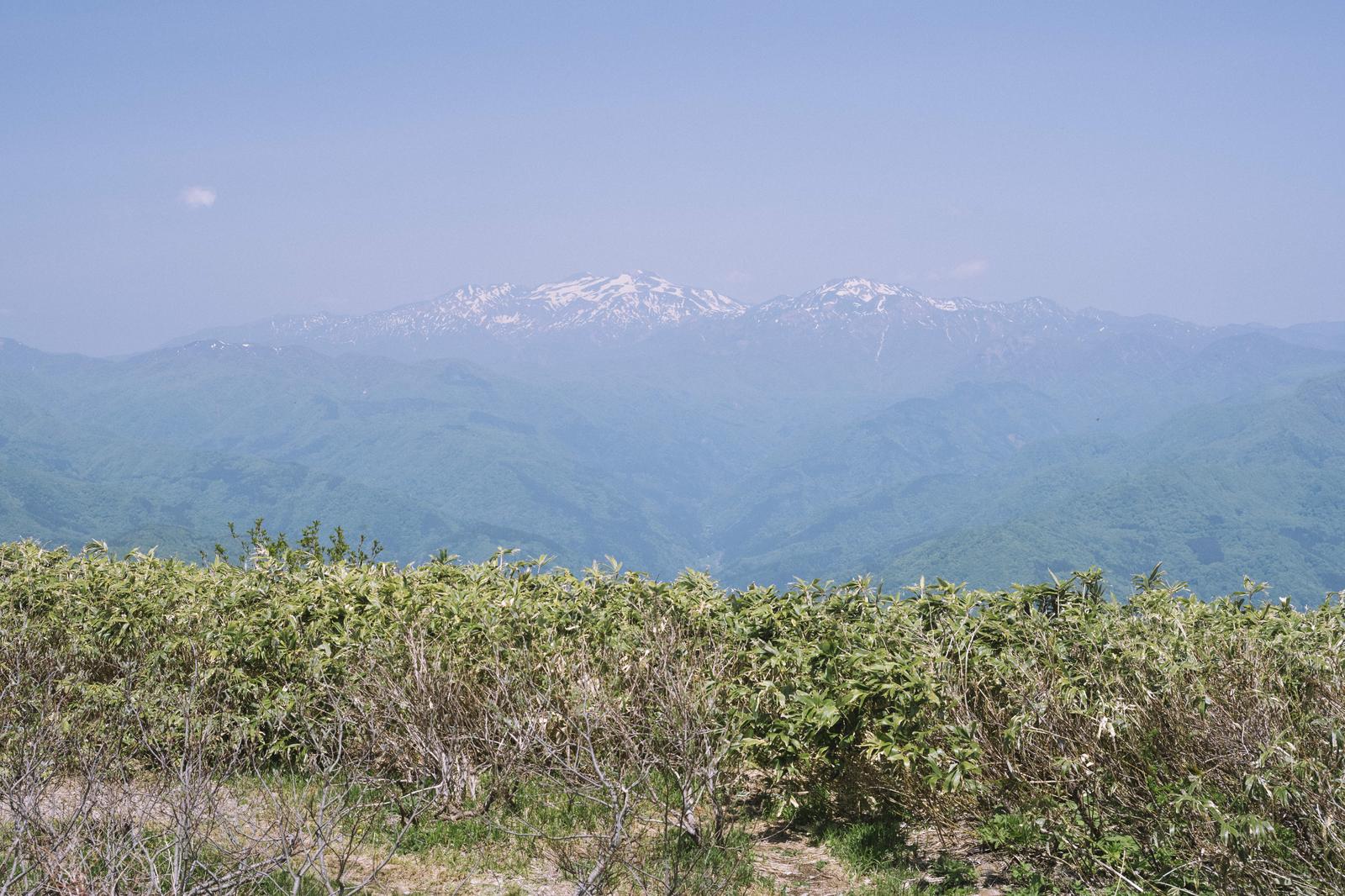 荒島岳の高原から望む雪の白山と連なる山々