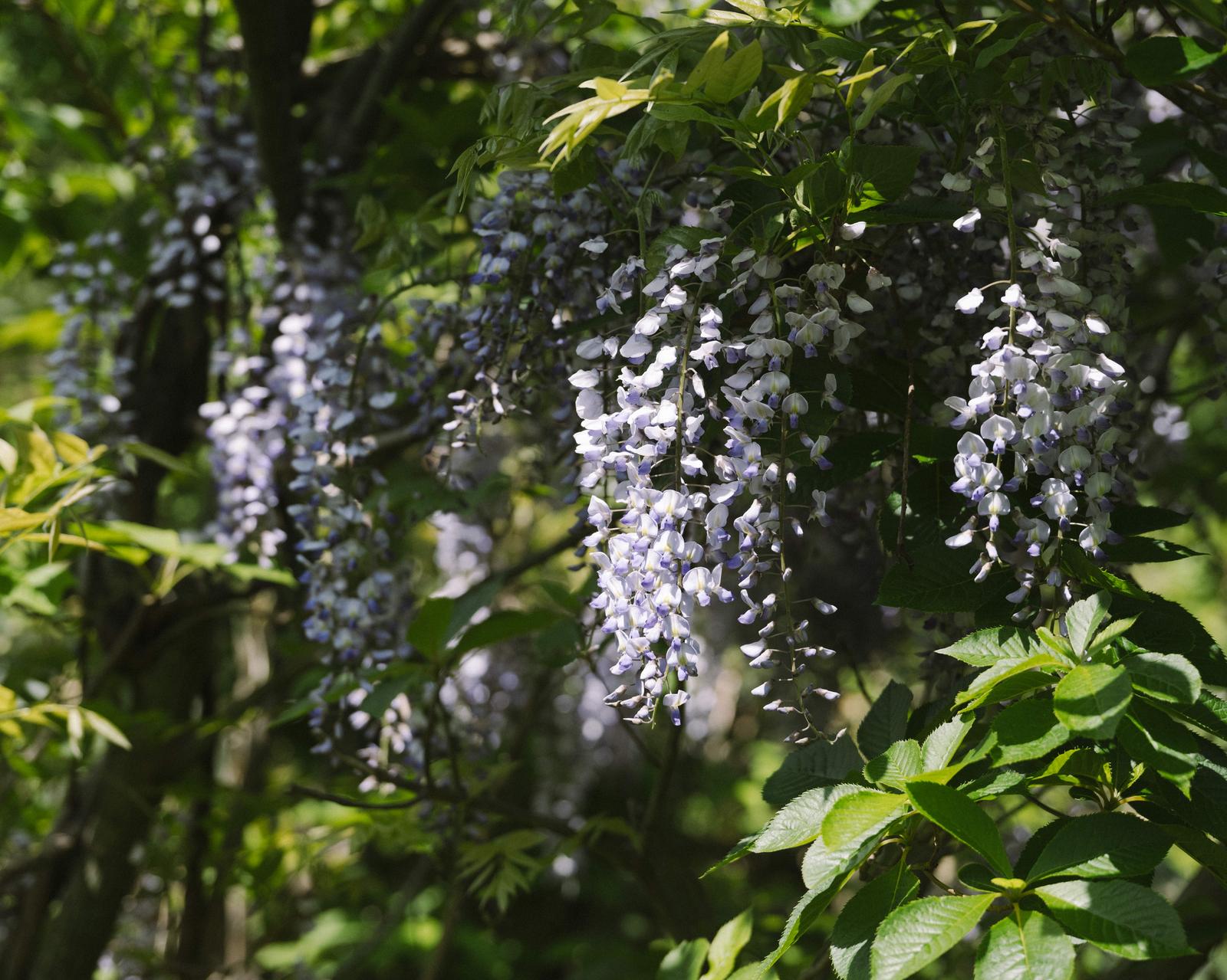 新緑の背景に紫白色の藤の花が房状に垂れ下がる様子