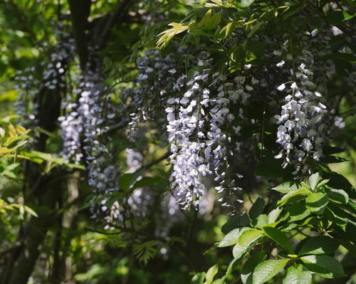 新緑に映える荒島岳に咲く紫の藤の花