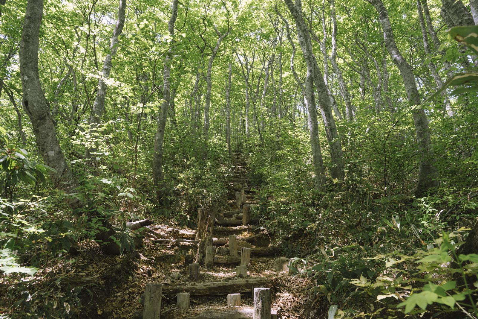 ブナ林に囲まれた枕木の登山道。新緑が光に透ける