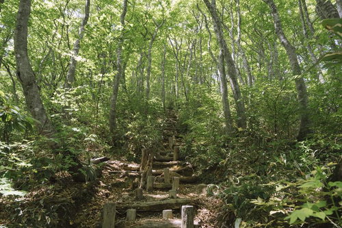 新緑が美しい日本百名山・荒島岳の勝原コース登山道