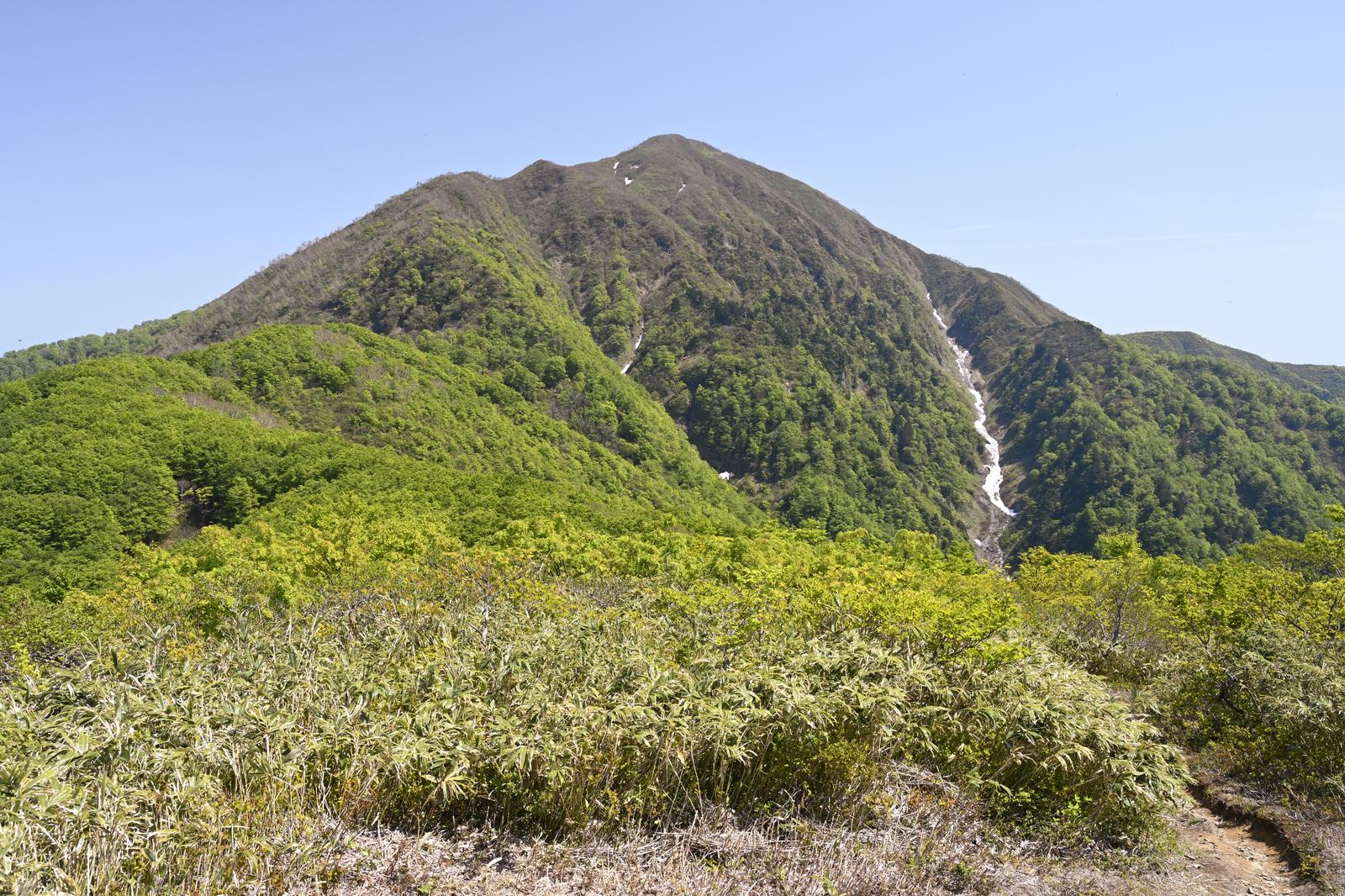前荒島岳から望む荒島岳の山頂。針葉樹が生い茂る稜線と白い沢が見える