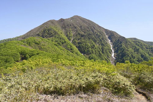前荒島岳から見る荒島岳の山頂と登山道、針葉樹林と稜線