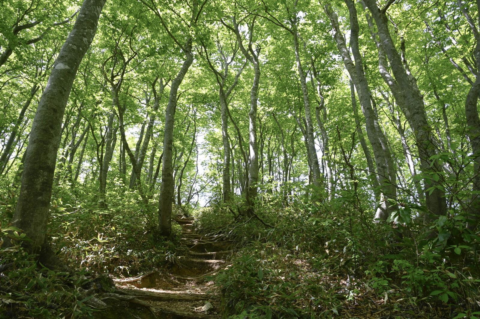 ブナ林に囲まれた登山道に木漏れ日が差し込む景色