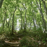 木漏れ日に照らされる荒島岳の中出コース登山道の写真