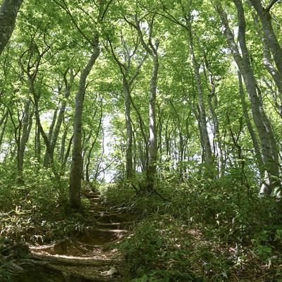 木漏れ日に照らされる荒島岳の中出コース登山道の写真