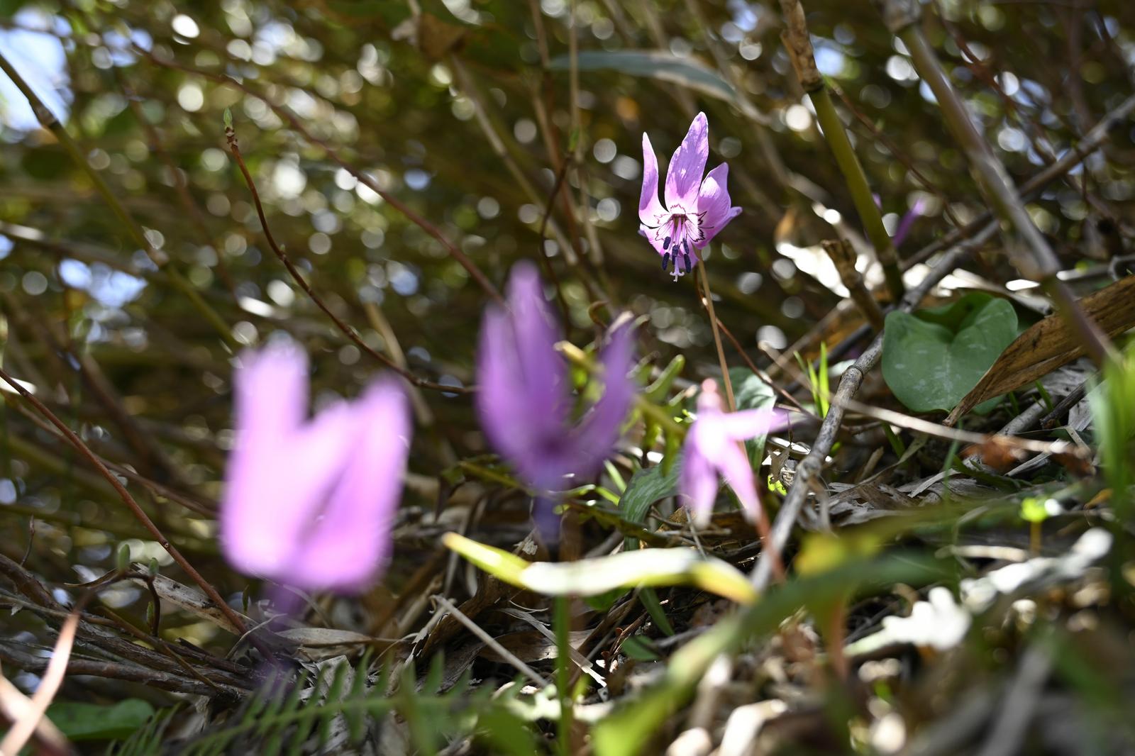 荒島岳の林床に咲く薄紫色のカタクリの花。木漏れ日が当たっている