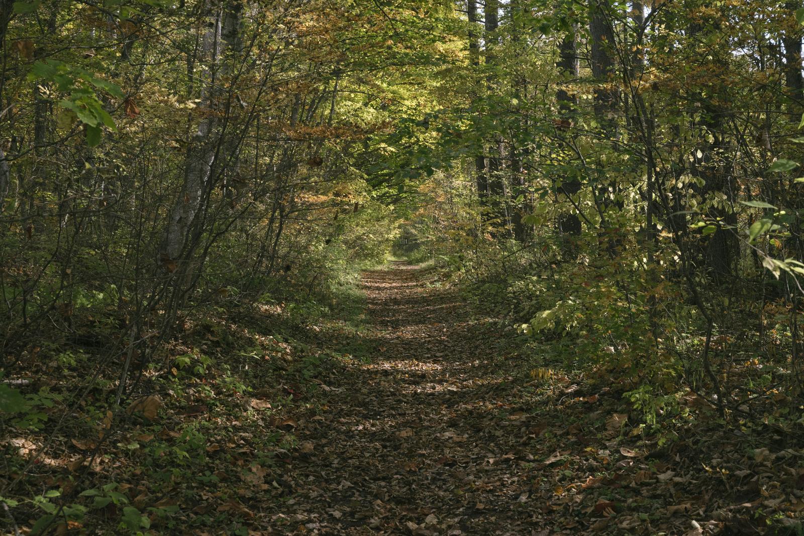 紅葉した樹木に囲まれた落ち葉の積もる林道