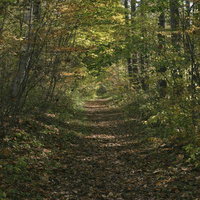 紅葉する菅平の秋風が通り抜ける四阿山の林道の写真
