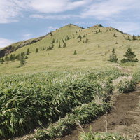 四阿山の根子岳山頂へ続く笹原の斜面と針葉樹林の登山道の写真