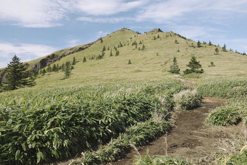 四阿山の根子岳山頂へ続く笹原の斜面と針葉樹林の登山道