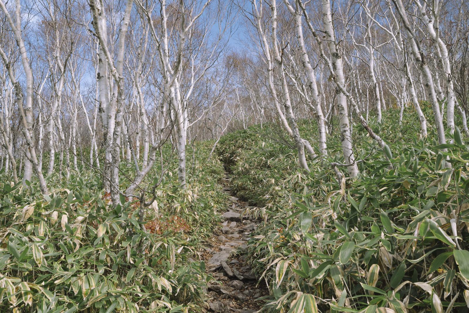白樺林と笹原の中を進む四阿山の登山道