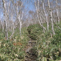 白樺と笹が迎える四阿山の静寂な登山道と高原風景の写真
