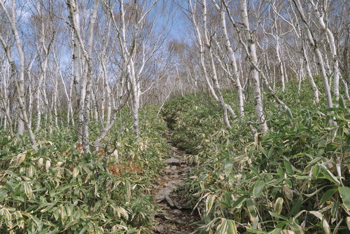 白樺と笹が迎える四阿山の静寂な登山道と高原風景