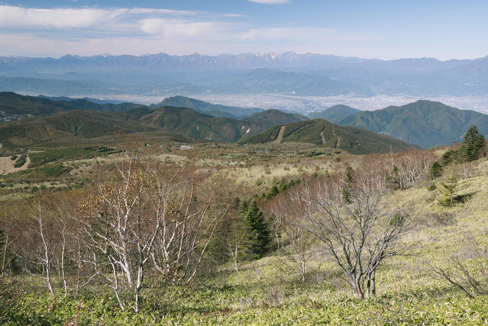 屏風のような北アルプスの峰々を背景に、白樺林と緑の斜面が続く根子岳登山道の景色
