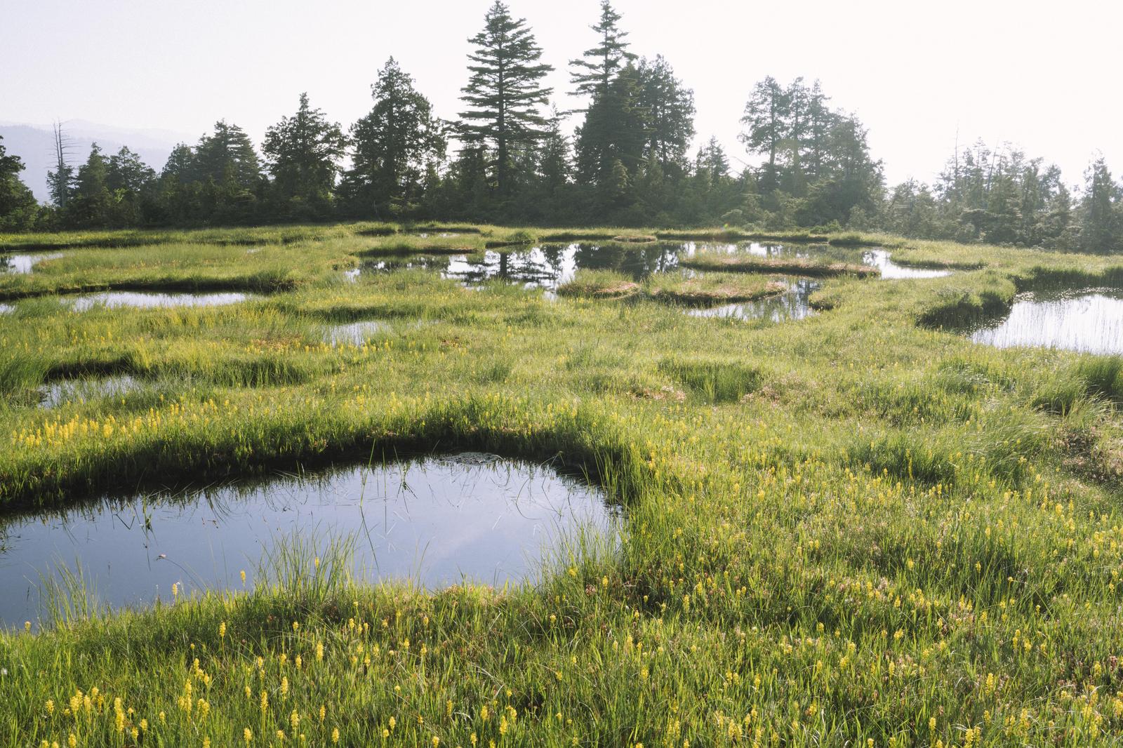 青空を映す高層湿原の池塘群と針葉樹林
