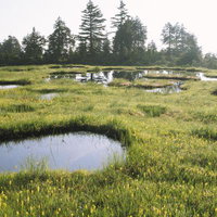 青空を映す御池登山道の高層湿原と池塘群の写真