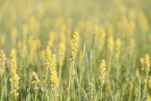 風にそよぐ燧ヶ岳の広沢田代のキンコウカ群生