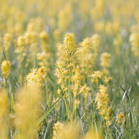 日本百名山・燧ヶ岳に咲き誇るキンコウカの花の群生の写真