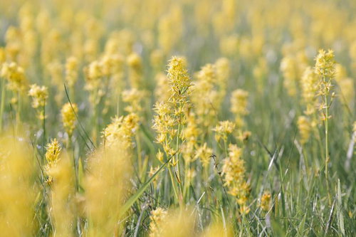 日本百名山・燧ヶ岳に咲き誇るキンコウカの花の群生