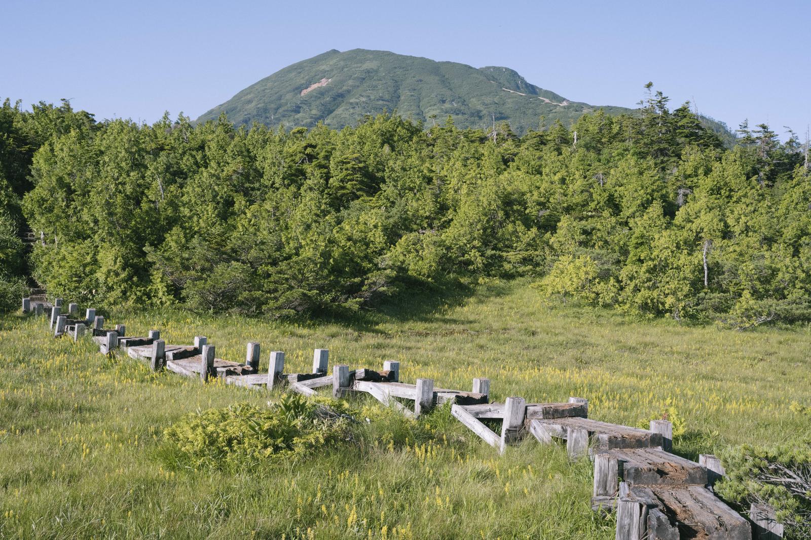 緑の高原を進む木道の先に燧ヶ岳の山頂が見える登山道の風景