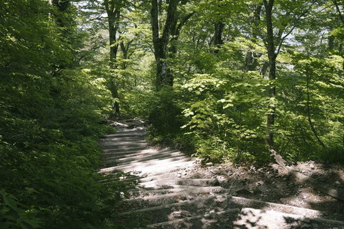 木漏れ日がやさしく降り注ぐ整備された夏山登山道を進む