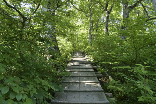 緑豊かな伯耆大山の行者コース、樹々の中を続く木道
