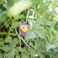 伯耆大山の高山植物、緑の草むらに咲くオダマキの花の写真