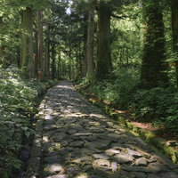 古木と苔が生す大山表参道の歴史ある石畳の風景の写真