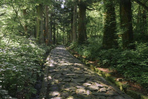 古木と苔が生す大山表参道の歴史ある石畳の風景
