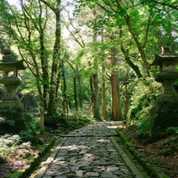 木漏れ日が差し込む大神山神社の石畳の参道と石灯籠の写真