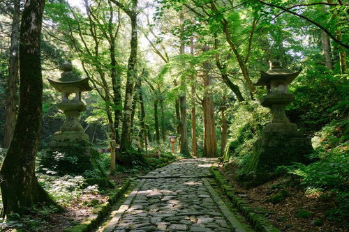 木漏れ日が差し込む大神山神社の石畳の参道と石灯籠