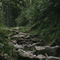 里山のような森が続く伊吹山一合目の登山道の写真